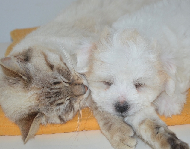 宠物猫草种子怎么种植